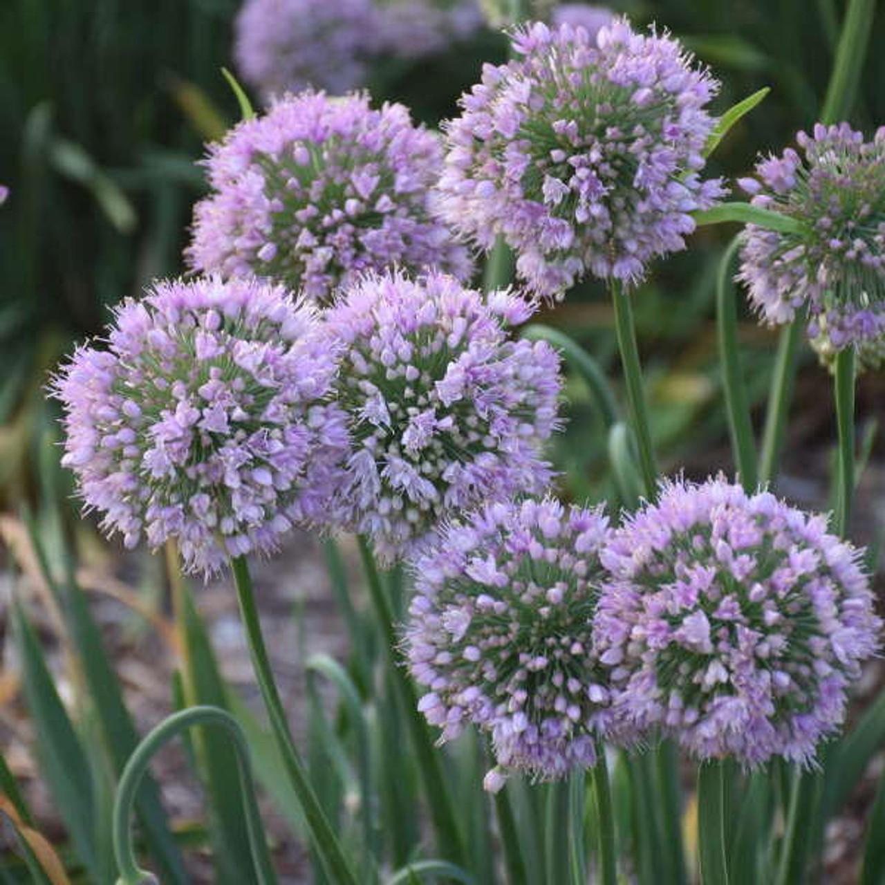 Photo of the bloom of Ornamental Onion (Allium 'Bubble Bath') posted by