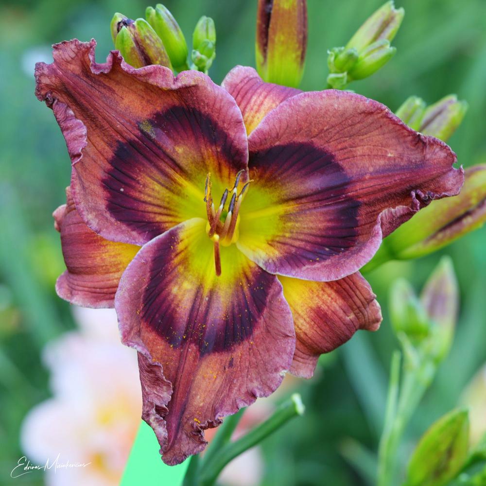Daylily (Hemerocallis 'Caramel Bonbon et Chocolat') in the Daylilies