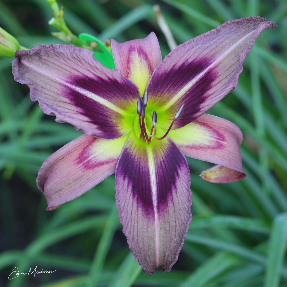 Photo of the bloom of Daylily (Hemerocallis 'Starman's Quest') posted