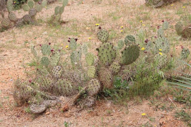 Engelmann’s Prickly Pear Cactus Cutting – Live Plant, Easy To Root, Sweet Red Edible Fruit, Hardy To 10°F