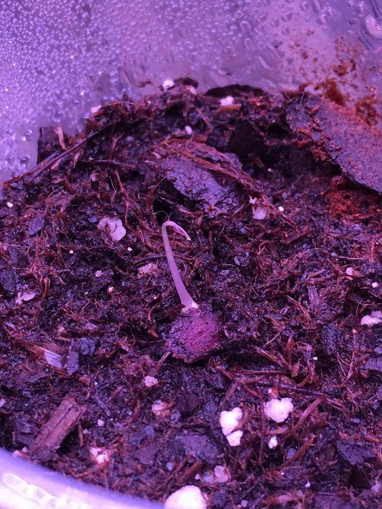 Photo of the seedling or young plant of Elephant's Foot (Dioscorea