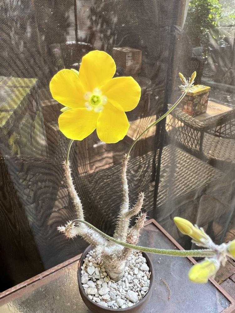 G*D様 パキポディウム種子　マカイエンセ　50粒 自家採取 G*D様 パキポディウム種子 マカイエンセ 50粒 自家採取