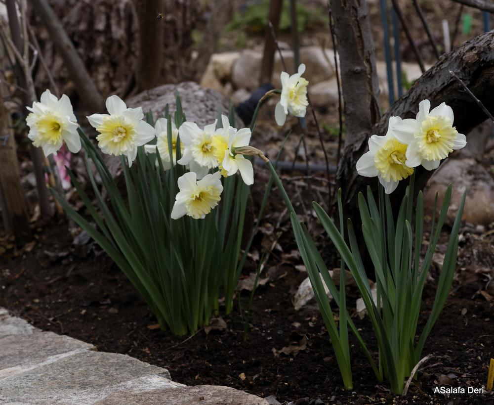 Photo of the bloom of LargeCupped Daffodil (Narcissus 'Ice Follies