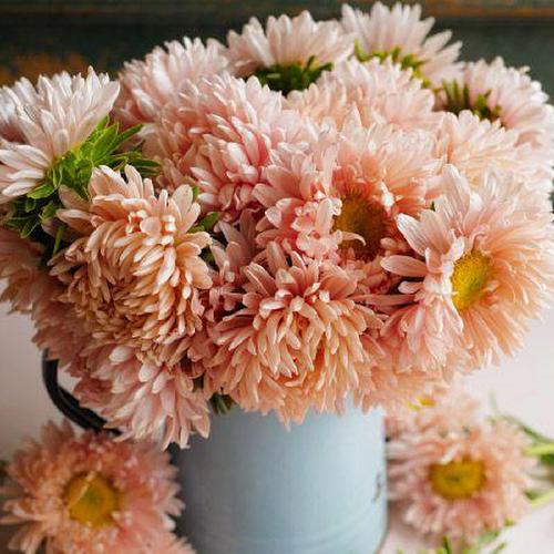 China Aster (Callistephus chinensis 'Salmon Janina')