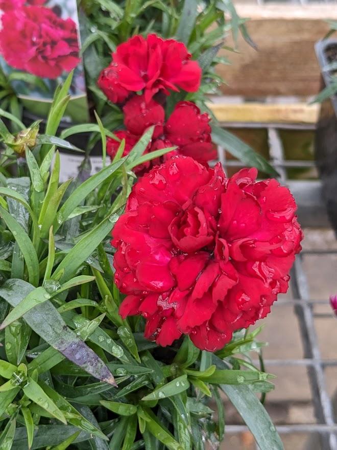 Photo of the entire plant of Hardy Carnation (Dianthus Sunflor