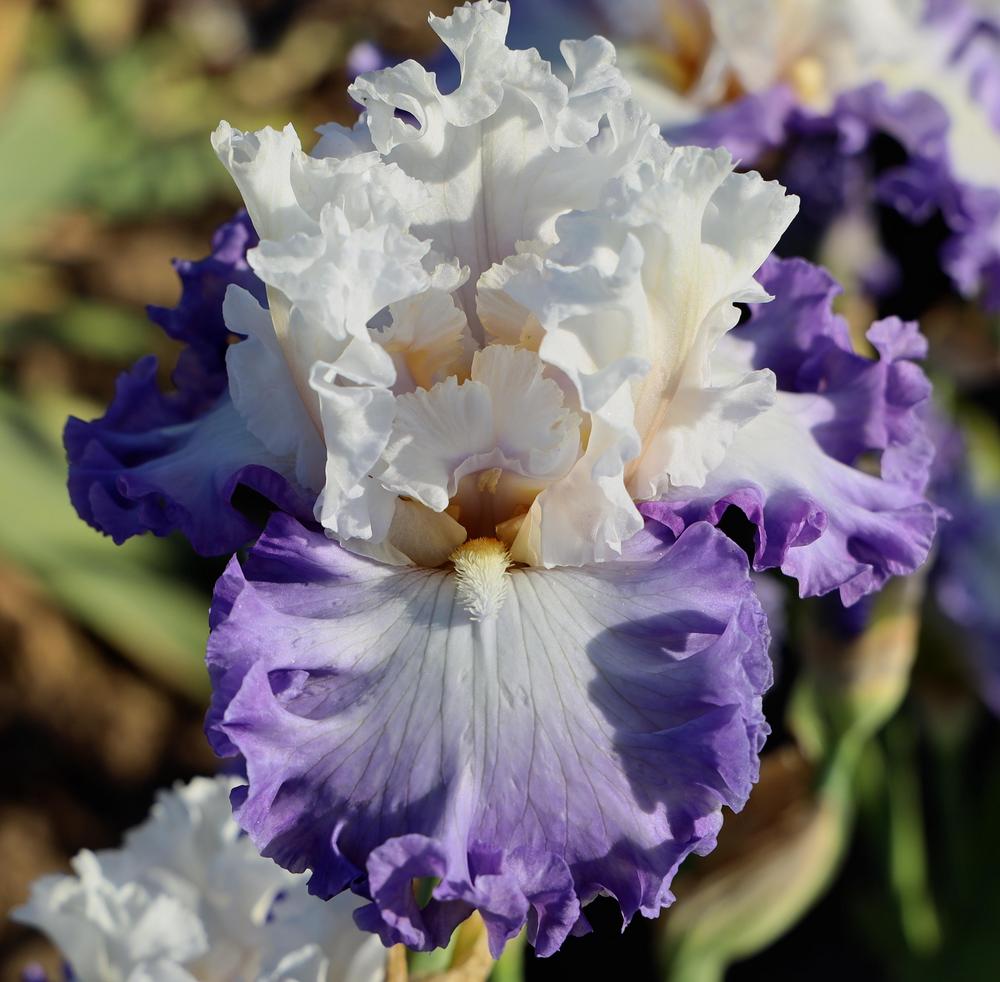 Photo of the bloom of Tall Bearded Iris (Iris 'Realm of Ruffles