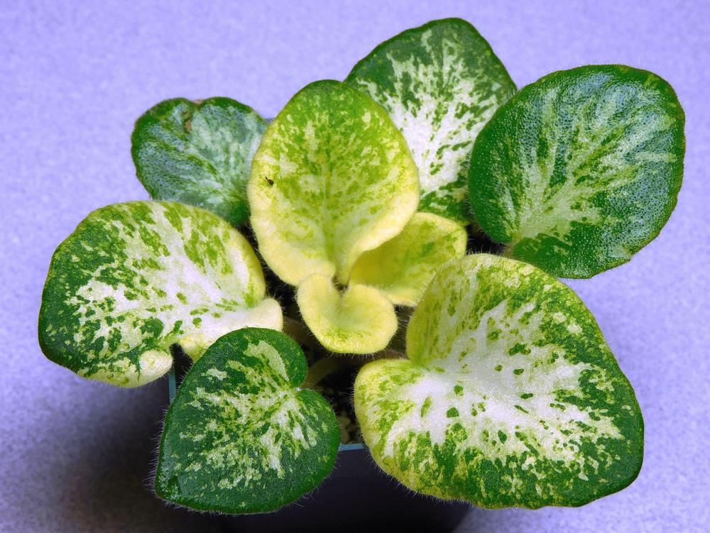 Photo of the leaves of African Violet (Streptocarpus 'Lilian Jarrett