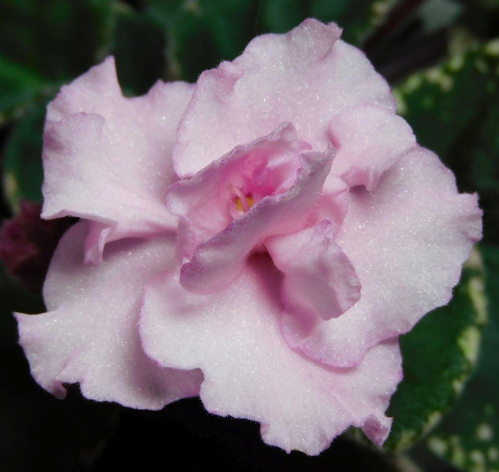 Photo of the bloom of African Violet (Streptocarpus 'Cajun's