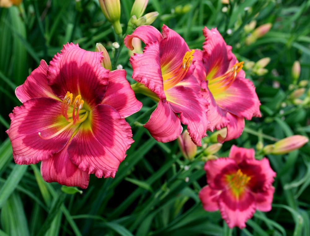 Photo of the bloom of Daylily (Hemerocallis 'Scarlett Kisses') posted