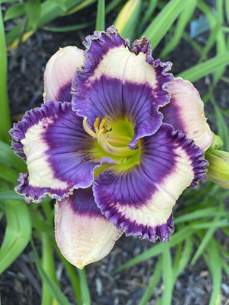 Daylily (Hemerocallis 'Blue Lightning') in the Daylilies Database