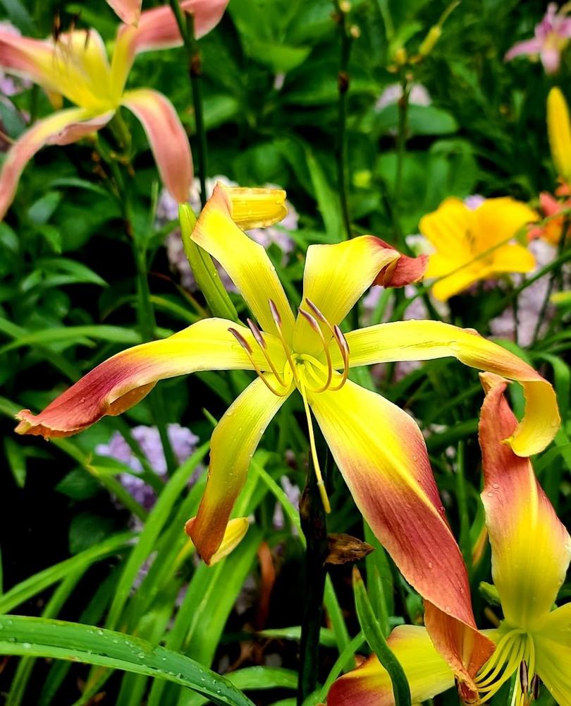 Daylily (Hemerocallis 'Dream Catcher') in the Daylilies Database