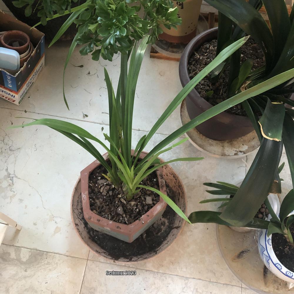 Photo of the entire plant of Orchid (Cymbidium Lucky Gloria 'Fukunokami') posted by sedumzz