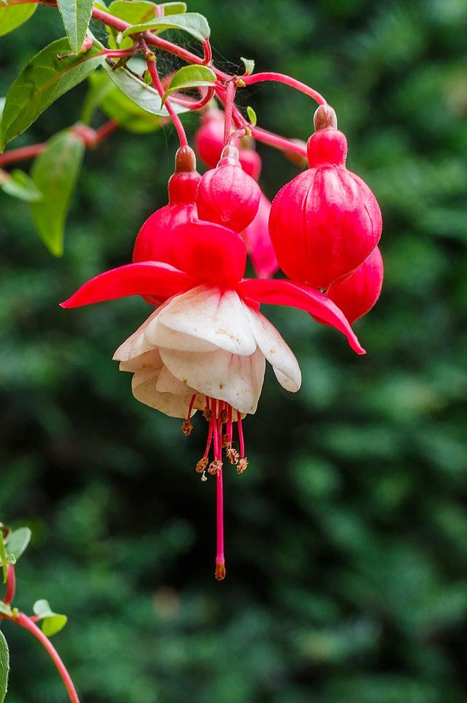 Lady's Eardrops (Fuchsia 'Alwin') in the Fuchsias Database