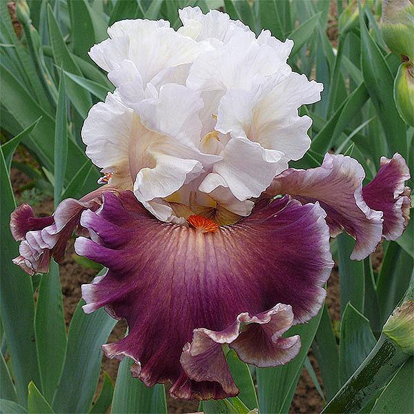 Photo of the bloom of Tall Bearded Iris (Iris 'Ledi Nezhnost') posted