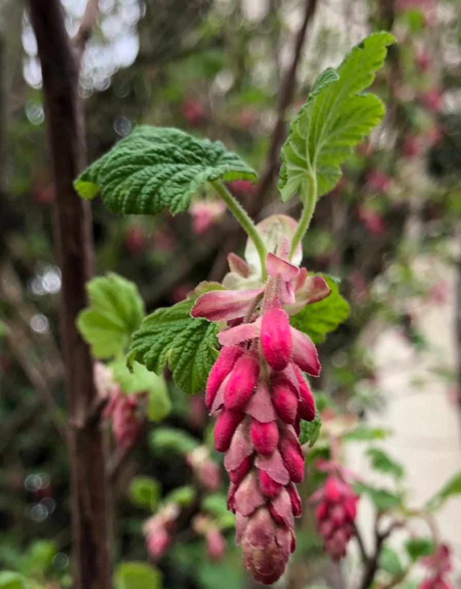 Flowering Raspberries in the Plant ID forum - Garden.org