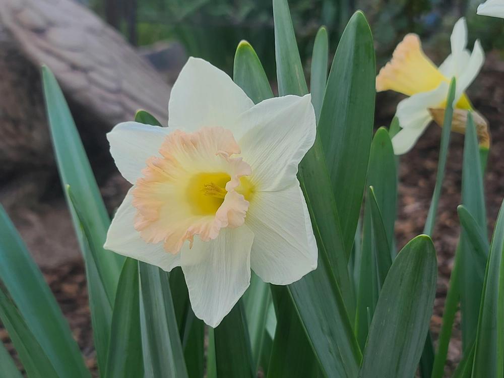Photo of the bloom of Trumpet Daffodil (Narcissus 'British Gamble