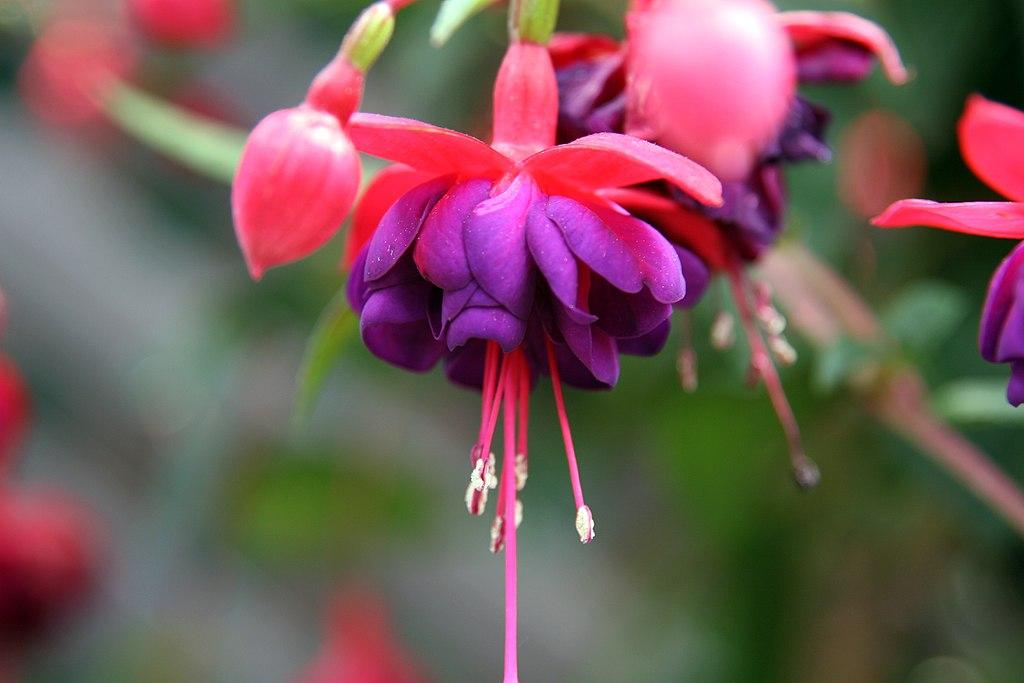 Lady's Eardrops (Fuchsia 'Dollarprinzessin') in the Fuchsias Database