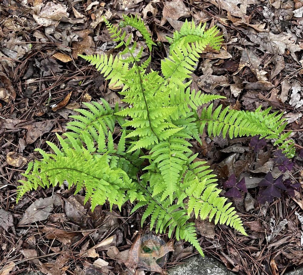Southern Wood Fern (Dryopteris ludoviciana)