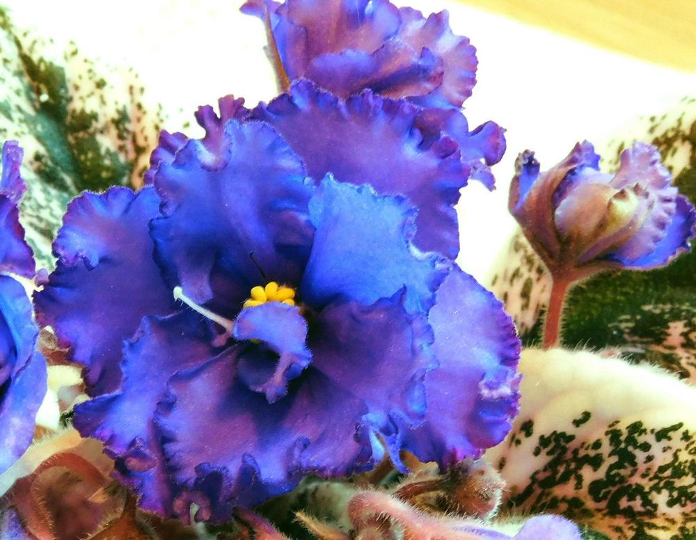 Photo of the bloom of African Violet (Streptocarpus 'Deadly Hit