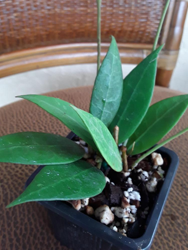 Photo of the leaves of Wax Plant (Hoya salmonea subsp. pallida) posted by MySecretIslandGarden
