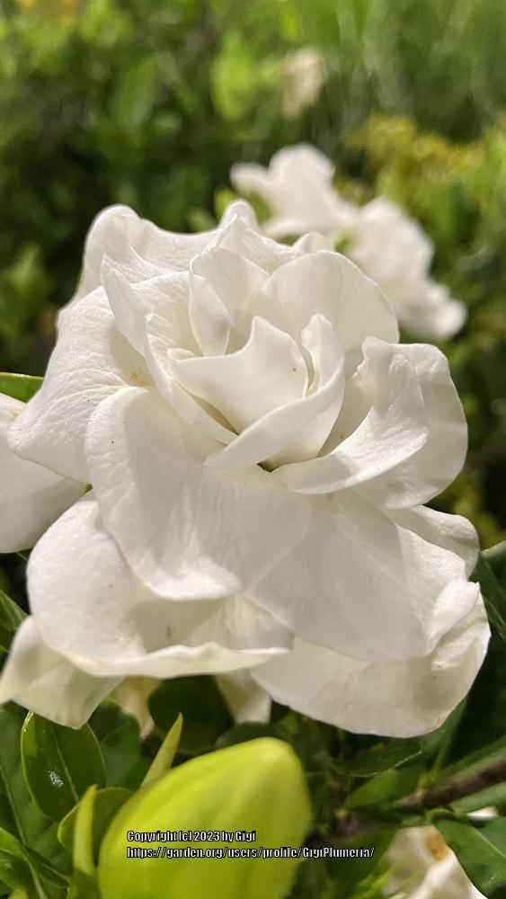 Photo of the bloom of Gardenias (Gardenia) posted by GigiPlumeria