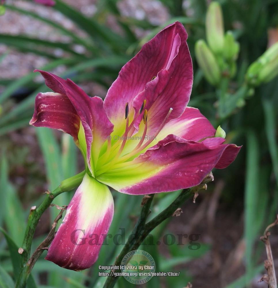 Photo of the bloom of Daylily (Hemerocallis 'Cabbage Patch') posted by