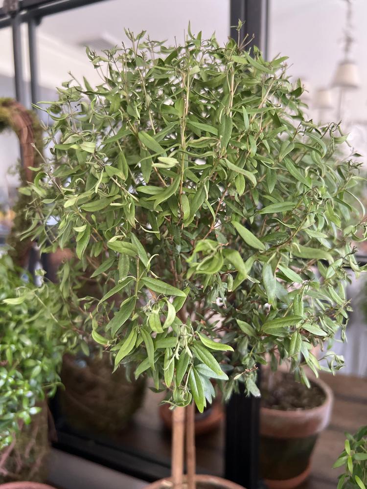 Dry Myrtle Topiary in the Ask a Question forum