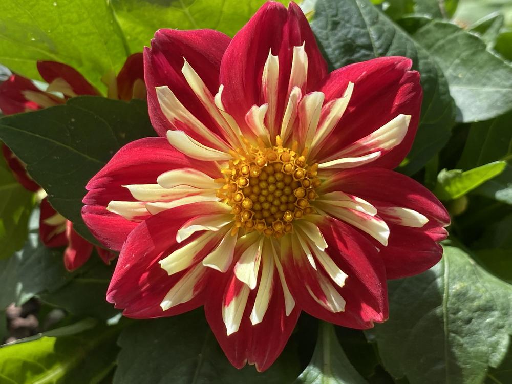 Photo of the bloom of Dahlia ‘Starsister Scarlet and Yellow’ posted by