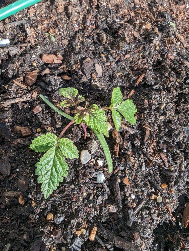 Bird drop raspberry?. in the Plant ID forum - Garden.org