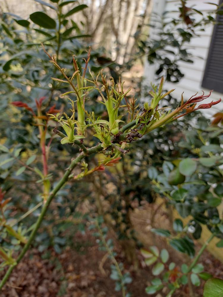 Tiny spindly leaves...what is it? in the Roses forum