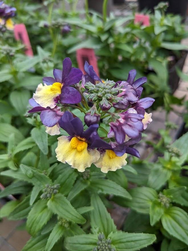 Photo of the entire plant of Nemesia Penhow® SunGlow™ Yellow Bicolor
