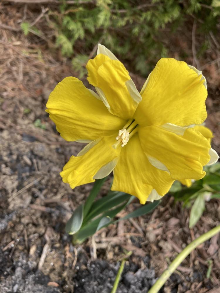 Photo of the bloom of Daffodil (Narcissus 'Banana Daiquiri') posted by