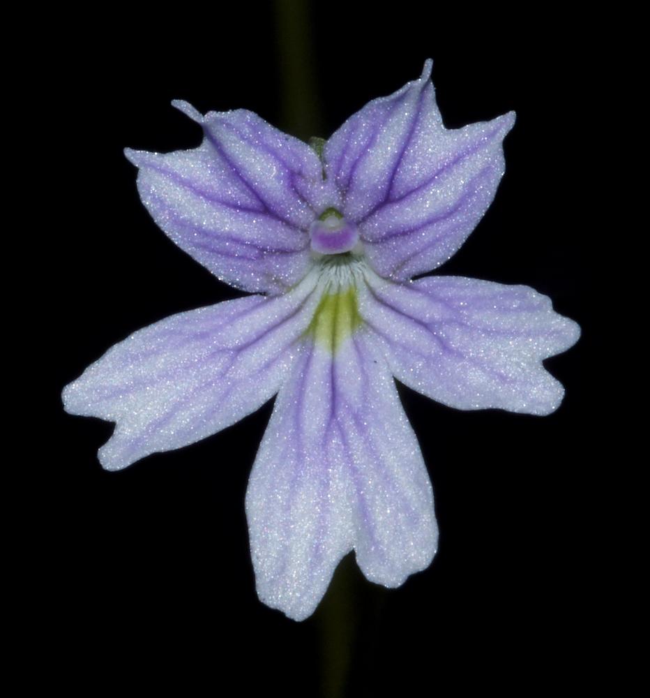 Photo of the bloom of Butterwort (Pinguicula emarginata) posted by