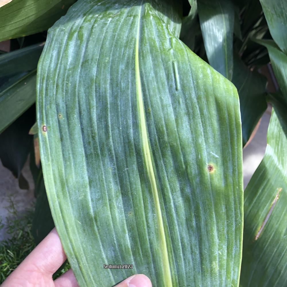 Photo of the leaves of Cast Iron Plant (Aspidistra elatior 'Akebono