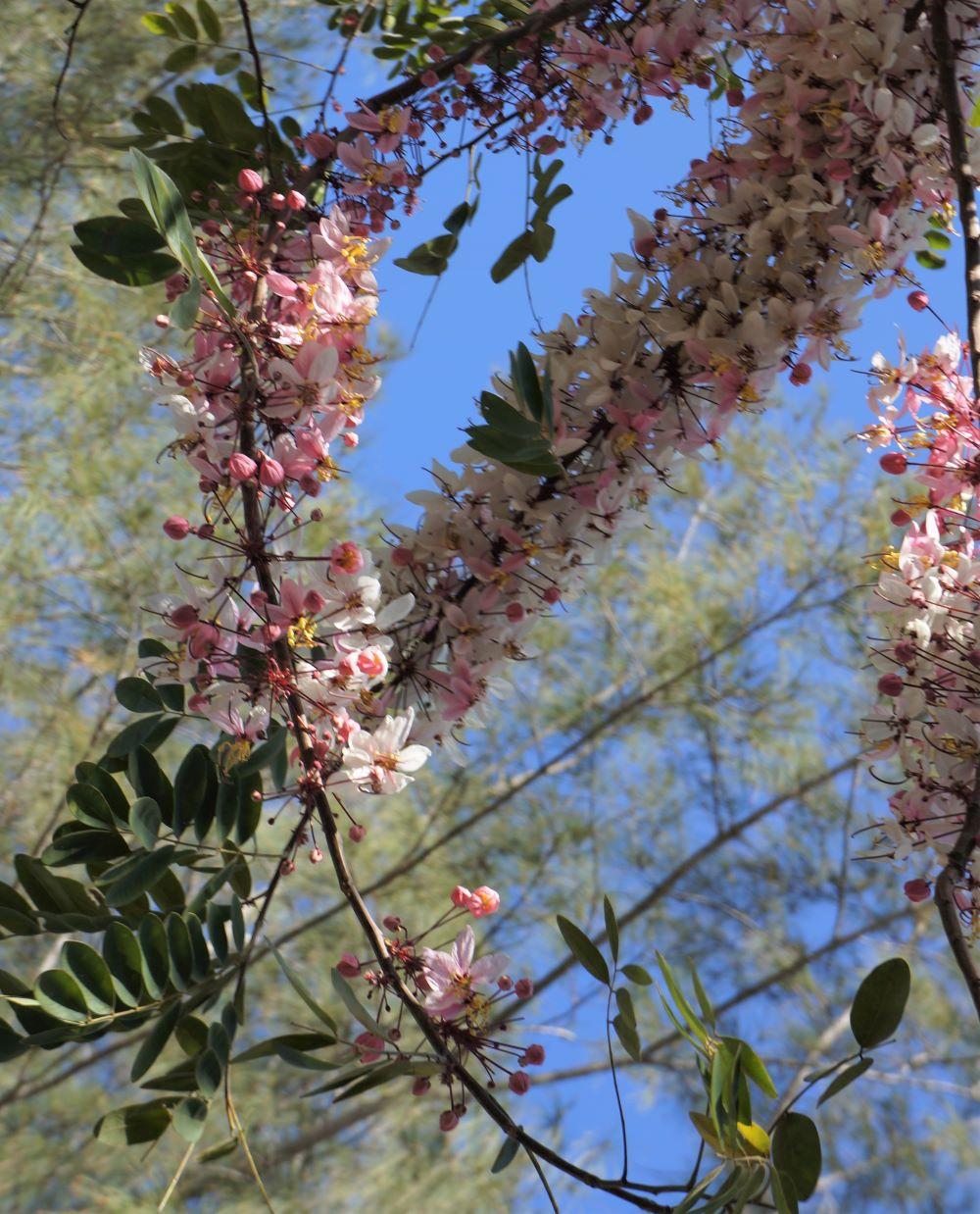 Photo of the bloom of Pink Shower Tree (Cassia bakeriana) posted by