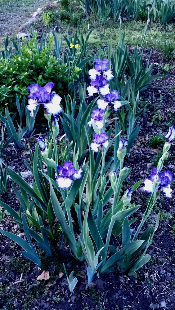 Photo of the entire plant of Tall Bearded Iris (Iris 'Texas Two Step') posted by FAIRYROSE