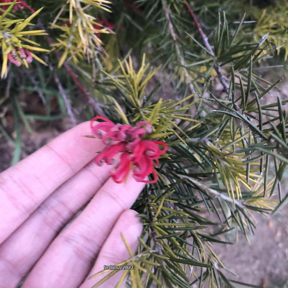 Rosemary Grevillea (Grevillea rosmarinifolia 'Scarlet Sprite')