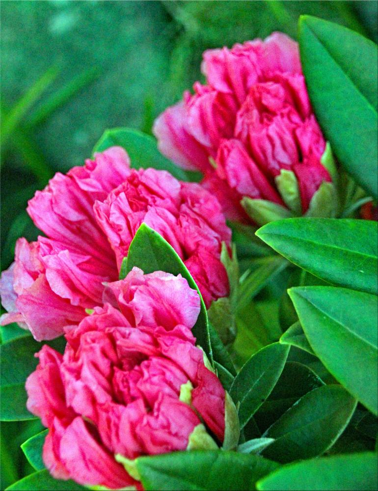 Rhododendron 'Pretty Baby' in the Rhododendrons Database - Garden.org