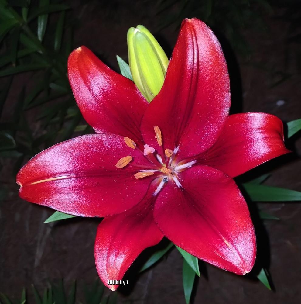 Photo of the bloom of Lily (Lilium 'Pokerface') posted by HoodLily