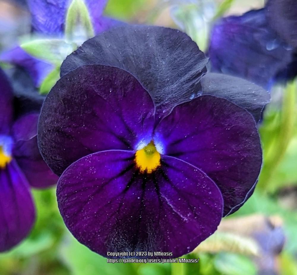 Photo of the bloom of Viola Sorbet™ Black Delight posted by NMoasis