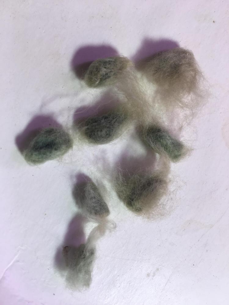 Photo of the seeds of Cotton (Gossypium hirsutum 'Arkansas Green Lint