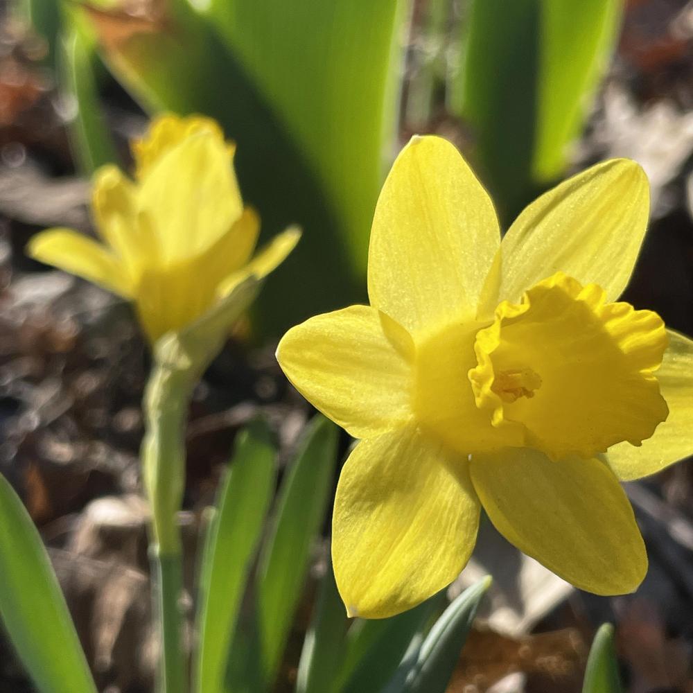 Photo of the bloom of Trumpet Daffodil (Narcissus 'Little Gem') posted