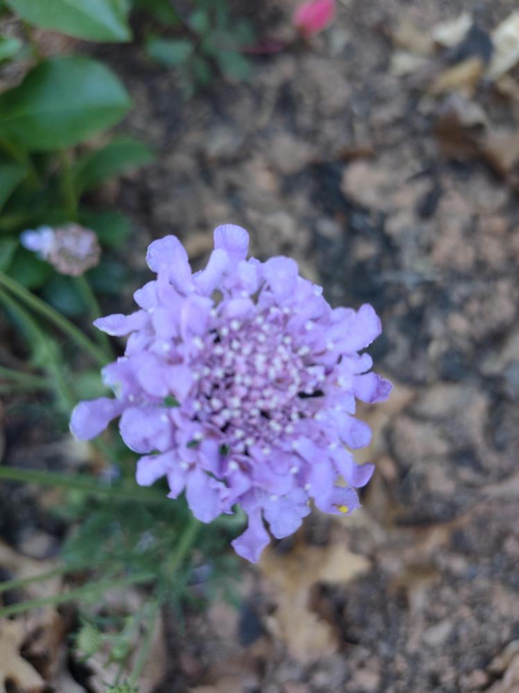 Photo of the bloom of Dwarf Pincushion Flower (Scabiosa columbaria