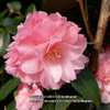 Camellia Spring Festival