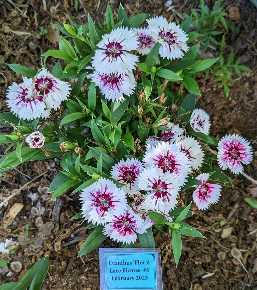 Photo of the entire plant of Dianthus Floral Lace™ Picotee posted by LindsayG