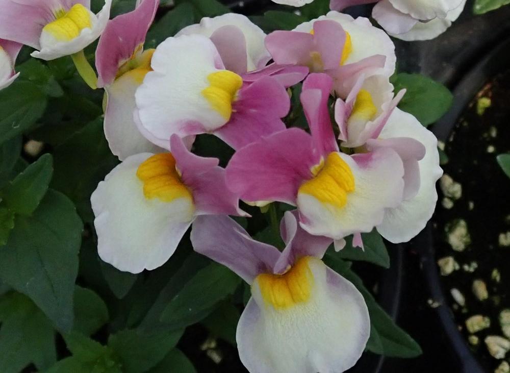 Photo of the bloom of Nemesia (Nemesia fruticans Escential™ Pinkberry