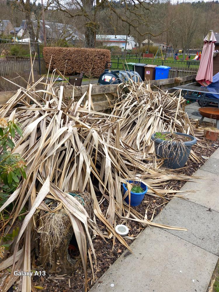 New Zealand Flax in the Ask a Question forum - Garden.org
