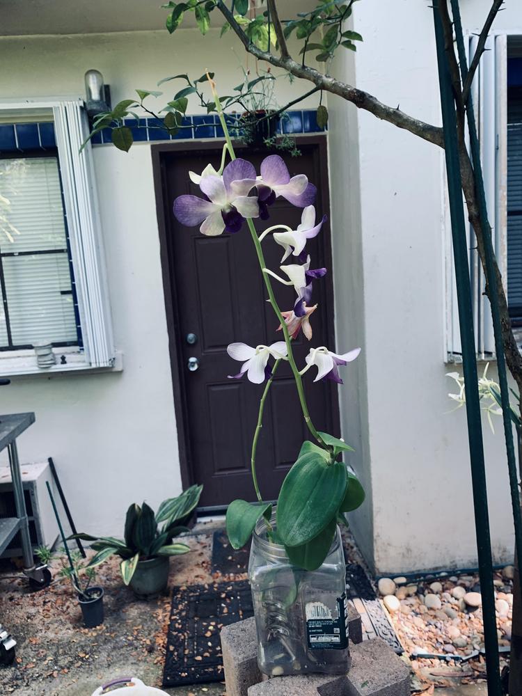 Orchid (Dendrobium Aridang Blue) - Garden.org