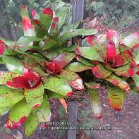 Neoregelia Fire On Deck Albo 子株付き Bromeliad (Neoregelia 'Fire On Deck') - Garden.org