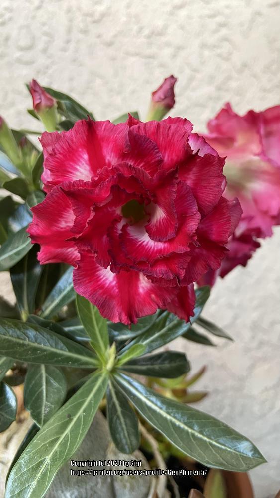 Photo of the bloom of Desert Rose (Adenium 'Phet Mong Kon') posted by ...